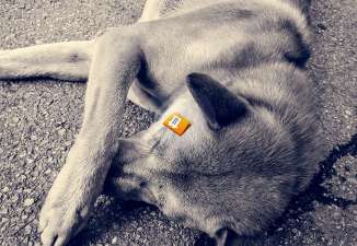 Animal Abuse Essay Writing